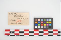 Etikett zu Bronzevasenkopfnadel (NHMW-PRAE-025848)